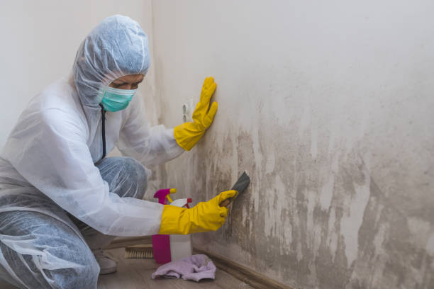Best Basement Mold Remediation in Old Orchard, PA
