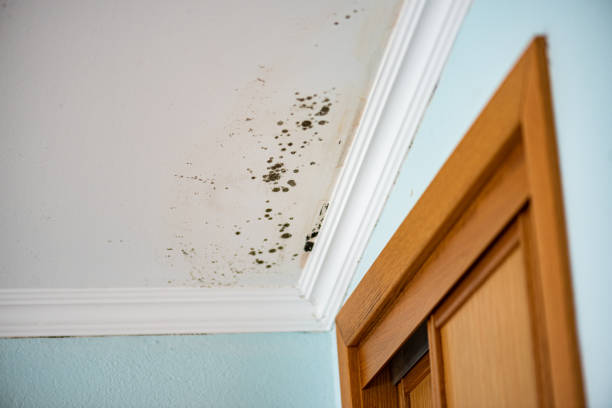 Best Residential Mold Remediation in Old Orchard, PA