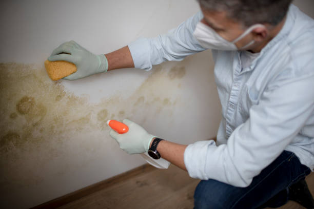 Best Emergency Mold Remediation in Old Orchard, PA