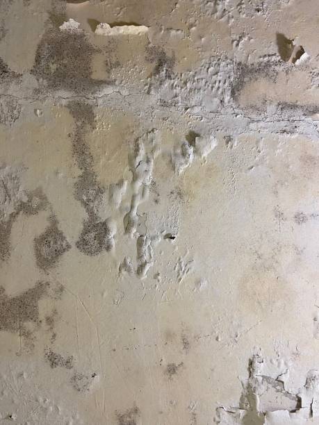 Best Mold Remediation for Schools in Old Orchard, PA