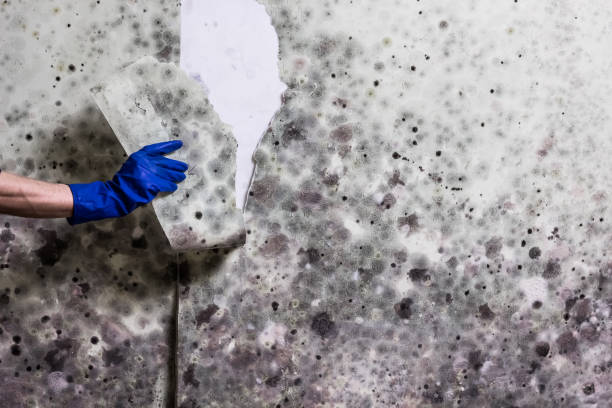 Best Post-Remediation Services in Old Orchard, PA